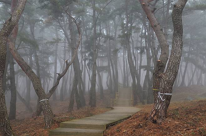 선덕여왕릉 올라가는 길에 나무데크가 놓여 조금은 편안해졌다. 안개가 낀 날이면 더욱 분위기가 좋다.  ⓒ홍윤호