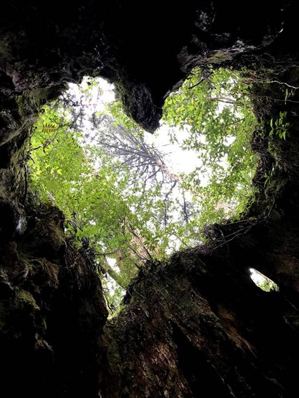 ▲윌슨그루터기 안에선 하트 형상이 보인다.Ⓒ스토리투어