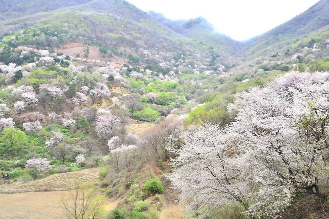 비단고을 산꽃축제. 금산국 제공
