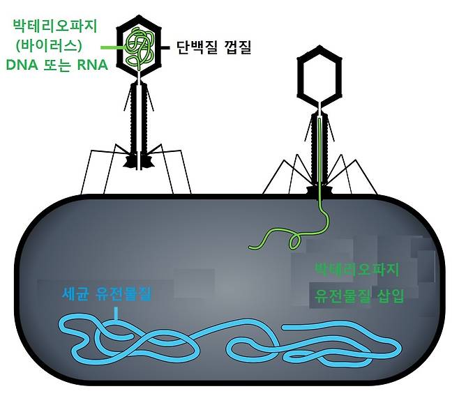 박테리오파지가 세균 세포를 공격하는 과정