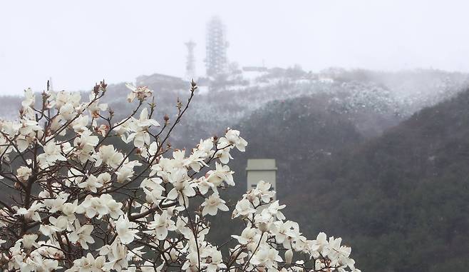 부산지방에 눈이 내린 21일 수영구 주택가에 만개한 목련 뒤로 황령산에 내린 눈이 봄과 겨울을 한번에 보여주고있다.송봉근 기자