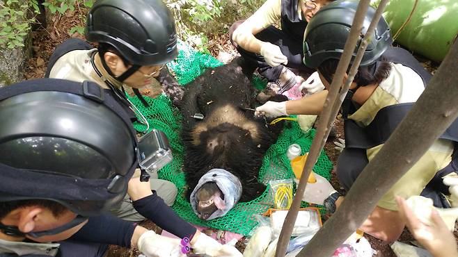 지난해에는 지리산에 방사한 곰이 낳은 새끼가 자라 다시 새끼를 낳는 '3세대 출산' 사례도 있었다. [중앙포토]