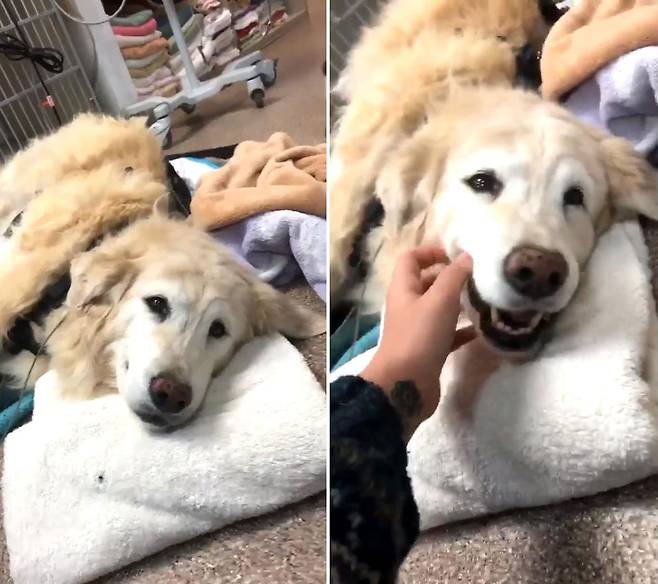 심장마비서 회복한 견공, 가족 만나자 ‘환한 미소’