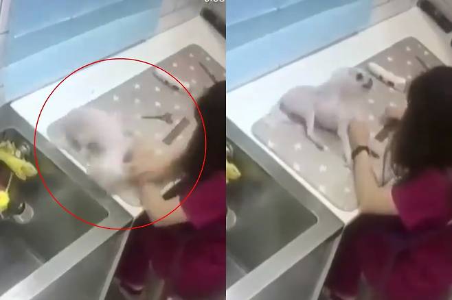 애견미용사 학대로 몰티즈 쇼크사 - 애견미용사가 개를 학대하는 상황이 담긴 CCTV 영상 인스타그램 애견미용사 학대로 몰티즈 쇼크사 - 애견미용사가 개를 학대하는 상황이 담긴 CCTV 영상 인스타그램