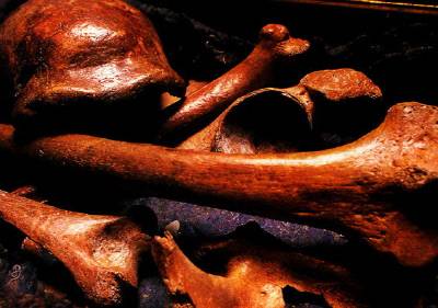 1856년 독일 네안더 계곡 페트호프 동굴에서 확인된 네안데르탈인 화석.|스티브 올슨의  <우리 조상은 아프리카 인이다>, 이영돈 옮김, 몸과마음, 2004