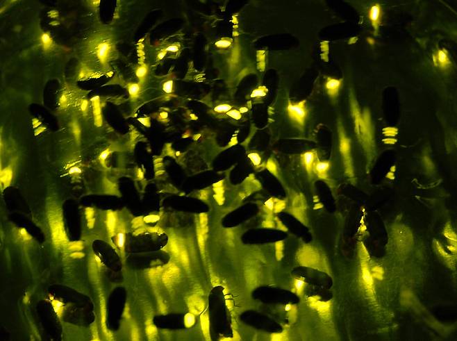 애반딧불이의 발광. [사진 무주군]