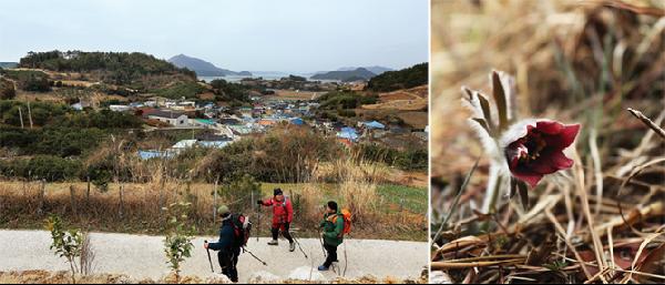 [월간산](사진 왼쪽)망산을 오르고 있는 취재팀. (오른쪽)산길에서 만난 할미꽃.