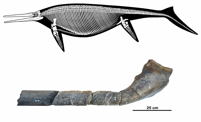 초거대 어룡 쇼니사우르스시칸니엔시스의 상상도(위)와 뼈화석도로 온전한 뼈화석 표본은 발견된 바가 없다-n