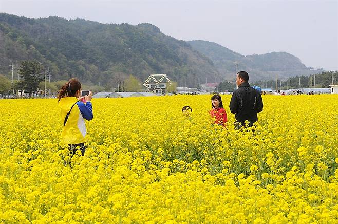 4월 중순 이후 유채꽃이 만개하면 꽃밭은 노란 솜사탕처럼 부풀어오른 느낌을 준다.  ⓒ홍윤호