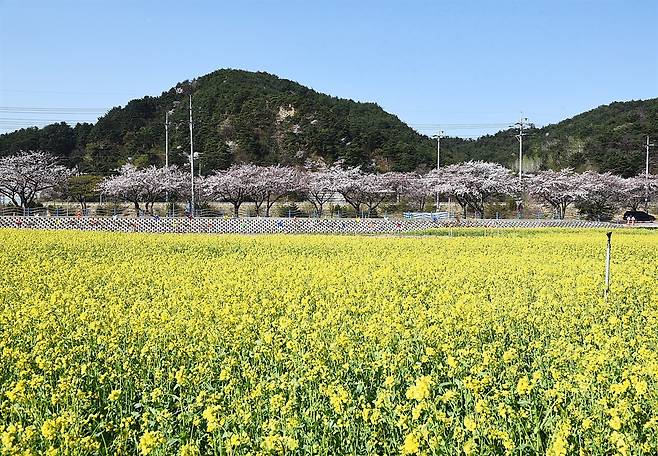 4월 8일 현재의 모습. 벚꽃이 아직 지지 않아 흰색의 벚꽃과 노란색의 유채가 따뜻한 색채의 조화를 이룬다.  ⓒ홍윤호