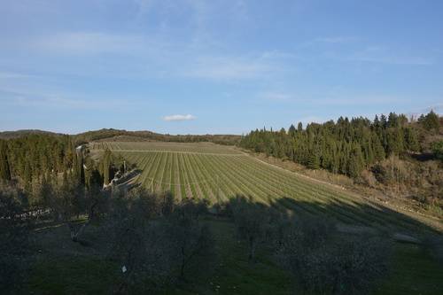 프레스코발디 카스텔조콘도 와이너리의 포도밭. 이정국 기자