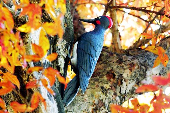 광릉숲 국립수목원 내 고목에 설치된 크낙새 모형. [중앙포토]
