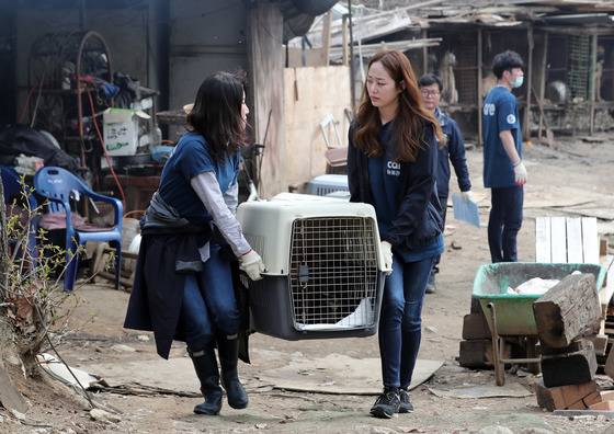 식용견 농장에서 구조활동중인 배우 김효진과 동물보호단체 관계자들. [뉴스1]