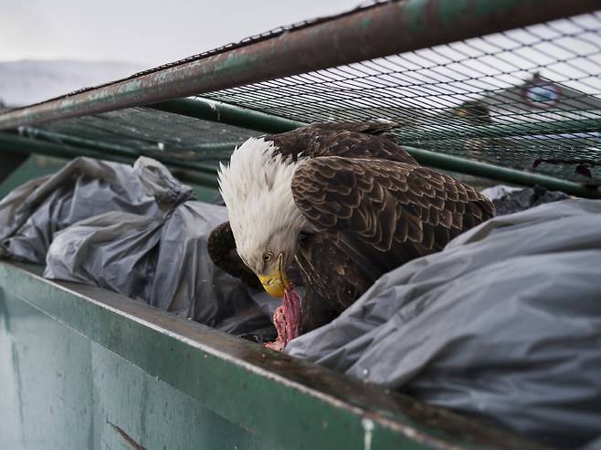 단사진부문 1위. 먹이가 부족한 대머리 독수리가 마트의 쓰레기통을 뒤져 먹을 것을 찾고 있다. EPA연합뉴스