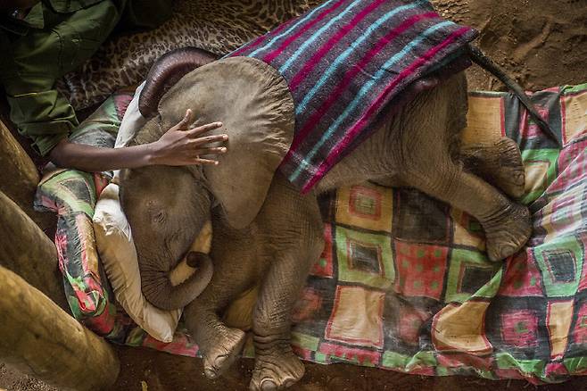 스토리부문 1위. 케냐의 전사들이 코끼리를 돌보는 모습. AP연합뉴스