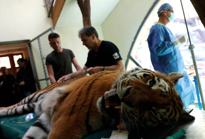 동물원 관계자와 수의사 등이 이고르를 수술하기 전에 부상 부위를 살펴보며 이야기하고 있다. [로이터=연합뉴스]
