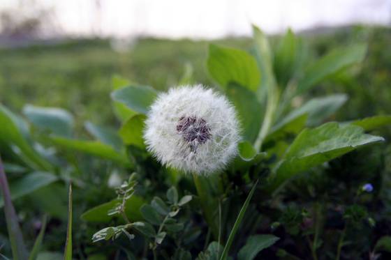 솜사탕같은 민들레꽃씨에는. 110~130개의 씨들이 뭉쳐있다. [사진 김순근]