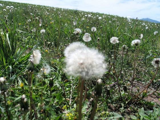 민들레꽃씨들. [사진 김순근]
