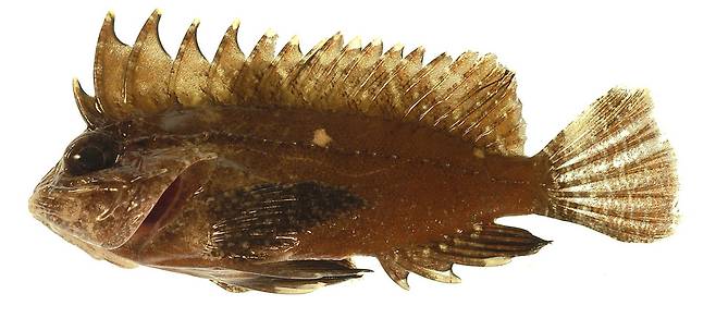 쏨뱅이류의 한 종인 파라센트로포고 롱이스피니스. 레오 스미스 제공.