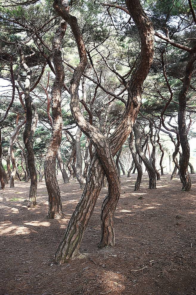 서로 X자형으로 교차하여 올라가는 소나무 두 그루의 모습. 필자가 임의로 부부소나무라고 붙였다.  ⓒ홍윤호