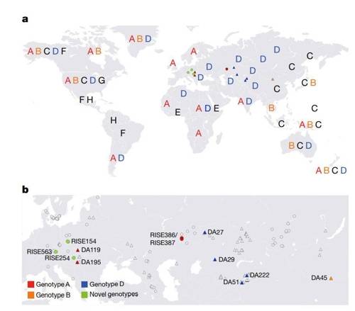B형 간염 바이러스(HBV) 분포 (a) 현대 HBV 유전자형 분포, (b) 컬러 삼각형과 원은 HBV에 감염된 고대 인류가 발견된 곳. 원은 청동기시대, 삼각형은 철기시대 [Nature 논문 캡처=연합뉴스]