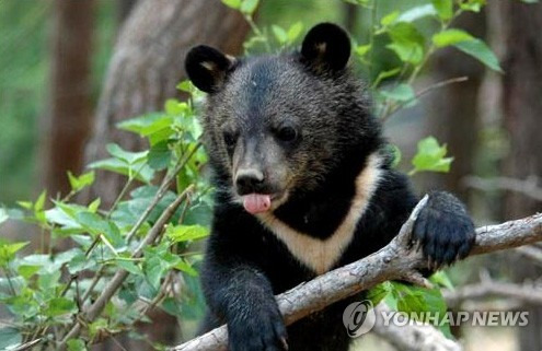 교통사고 후 이동 중 포획된 반달가슴곰(KM-53)