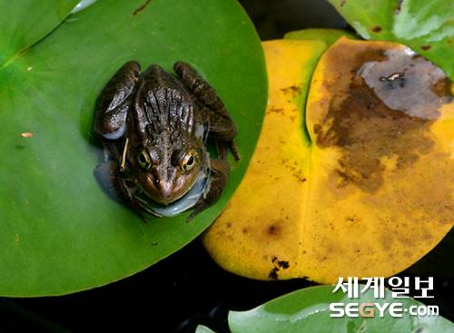 연잎에 앉은 개구리