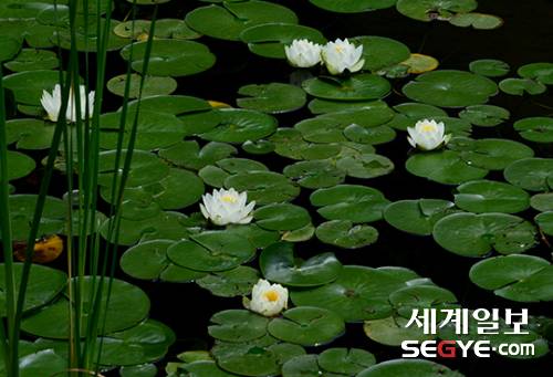 아름다운 자태를 뽐내며 활짝 핀 연꽃