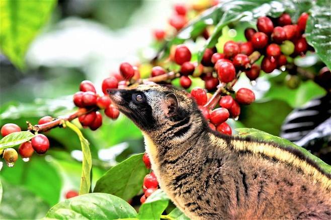 달랏 커피의 황제로 불리는 '위즐(Weasel) 커피'. (사진=소나기투어 제공)