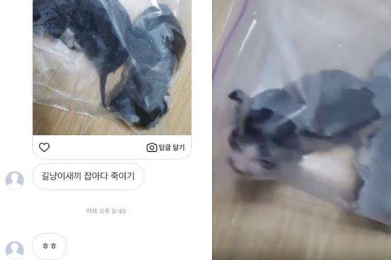 A씨가 익명의 네티즌으로부터 받은 사진과 영상 캡처. A씨 제공.