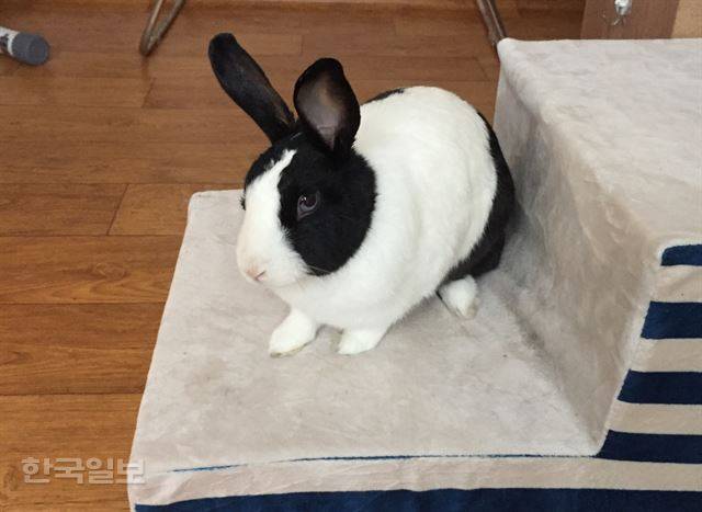 병원에 다녀온 후 삐친 랄라. 눈빛이 매섭다. 이순지 기자