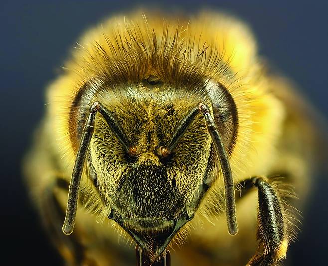 벌은 두 개의 겹눈과 세 개의 홑눈이 있다. 자외선을 볼 수 있다. 사람보다 더 파랗고 보랏빛으로 세상이 보인다.