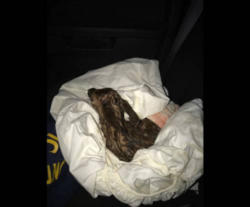 버논이 구한 새끼 사슴. Washington Township Police Department 페이스북 페이지 캡처.