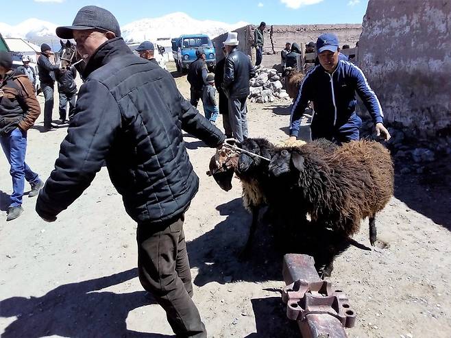 키르기스 초원에서 열린 5일장의 한 풍경. 끌려가지 않으려 애쓰는 양의 모습이 애처롭다.  공원국 제공
