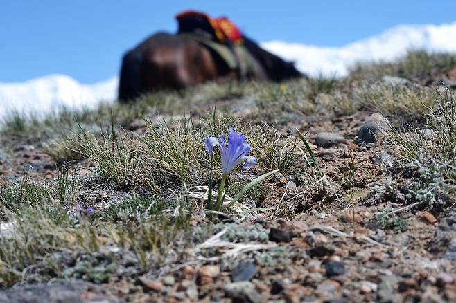 아직 여우눈이 날릴 때도 있지만, 키르기스 초원에도 봄은 어김없이 왔다. 푸릇푸릇 돋는 풀 사이로 자그마한 붓꽃 계통의 꽃 한송이가 피었다.  공원국 제공