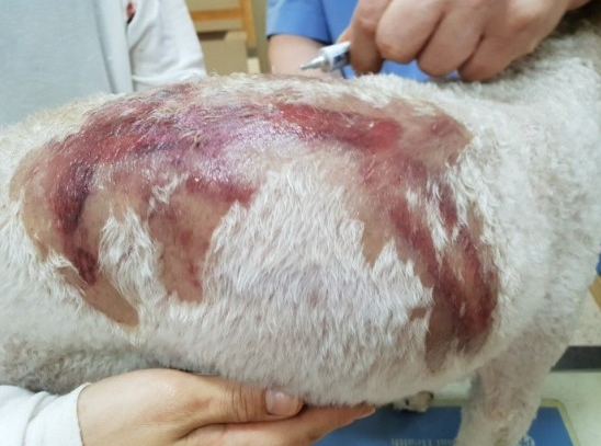 김씨의 반려견 뭉개의 피해모습_뉴시스