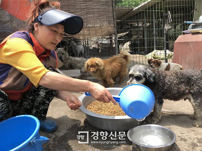 한나네보호소를 운영하는 신상희씨가 지난 28일 유기견을 돌보고 있다. 250마리가 넘는 유기견마다 이름을 붙여준 그는 “버림받은 개들이 안타깝게 죽음을 맞는 일은 막아야겠다는 생각으로 보호소를 꾸리고 있다”고 말했다.