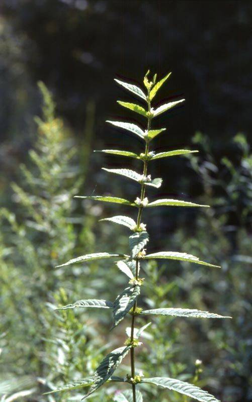 쉽싸리풀의 모습. 개쉽싸리와 외형은 흡사한데 크기가 더 큰 편이다. 쉽싸리풀 계열로는 애기쉽싸리, 개쉽싸리, 털쉽싸리 등이 있다.(사진=국립수목원)