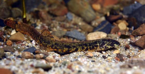 얼룩새코미꾸리. [사진 경북 토속어류산업화센터]