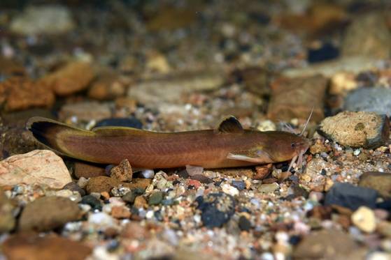 자가사리. [사진 경북 토속어류산업화센터]