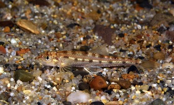 흰수마자. [사진 경북 토속어류산업화센터]