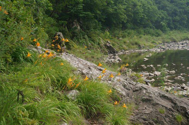 매년 동강일대를 수놓는 백운산원추리. 국립생태원 제공