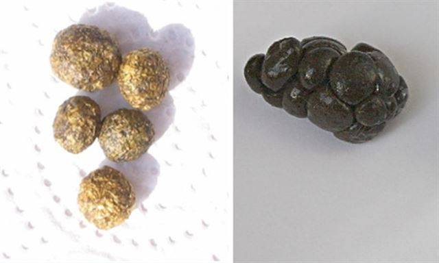 건강한 토끼가 싸는 대변(왼쪽)과 식변(오른쪽). Mad Hatter Rabbits 블로그 캡처