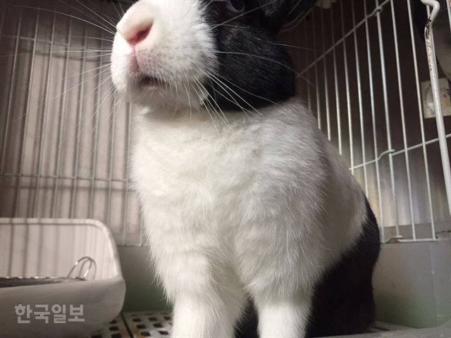 식변을 먹고 있는 토끼의 입. 이순지 기자