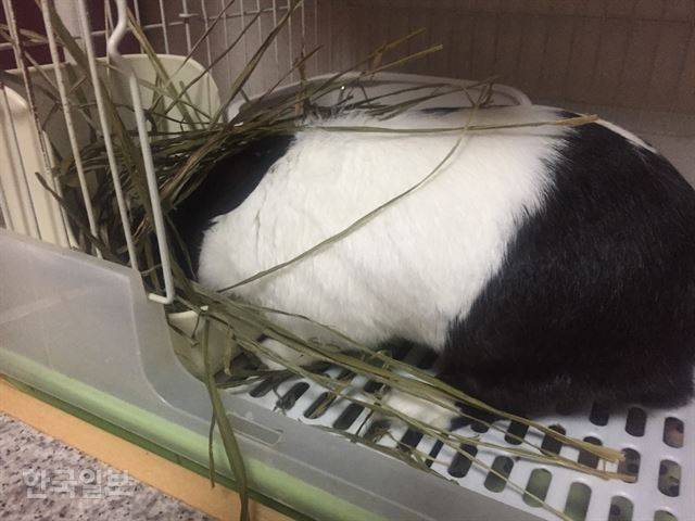 토끼가 좋아하는 풀을 찾아 통을 뒤지고 있다. 이순지 기자