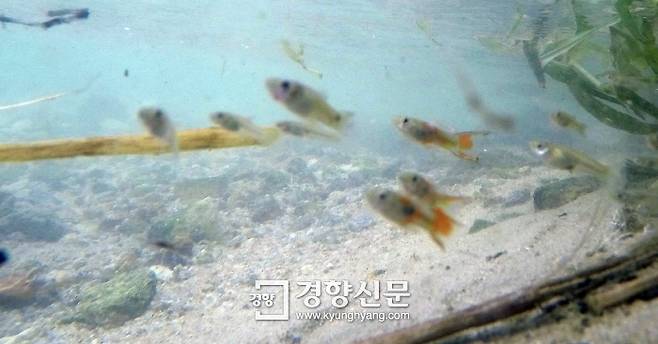 지난 5일 오후 경기 이천시 부발읍 죽당천에서 열대어인 구피가 헤엄치고 있다. 권도현 기자 lightroad@kyunghyang.com
