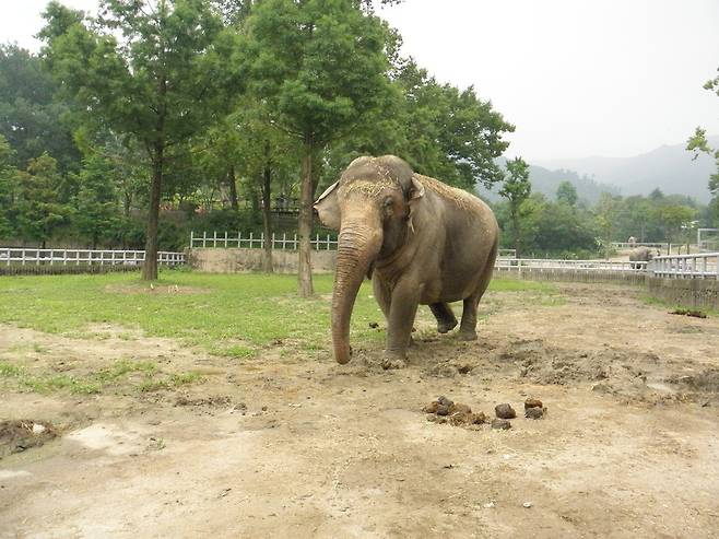 2일 무지개다리를 건너간 칸토가 생전에 서울동물원 코끼리사 방사장을 걷고 있다. 지인환 사육사 제공