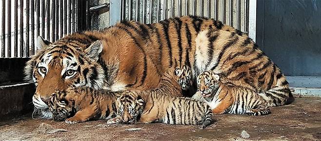 서울대공원의 백두산호랑이 암컷 펜자(9)가 지난달 2일 출산한 새끼 4마리를 품고 있다. /서울대공원