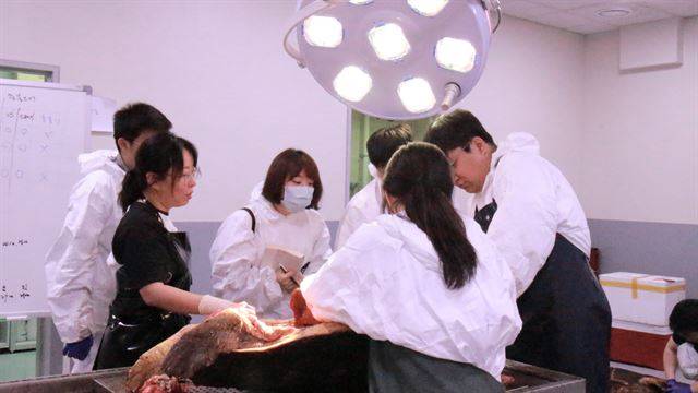 5일 충남 서천 국립생태원에서 연구원들이 바다거북 사체 부검을 하고 있다. WWF제공