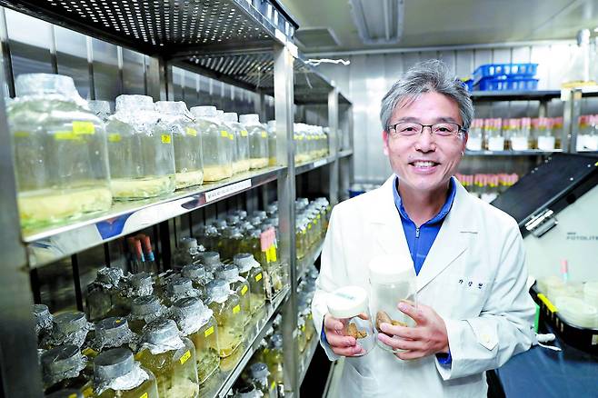 국립산림과학원 가강현 박사가 연구원 버섯 배양실에서 인공재배에 성공, 건조형태로 보관 중인 송이버섯을 들어보이고 있다.국립산림과학원은 지난해 9월 송이 인공재배기술 개발을 위해 지난 2001ㆍ2004년에 식재한 송이균 감염 소나무묘목(감염묘)에서 세 개의 송이 발생을 확인했다고 발표했다. [중앙포토]